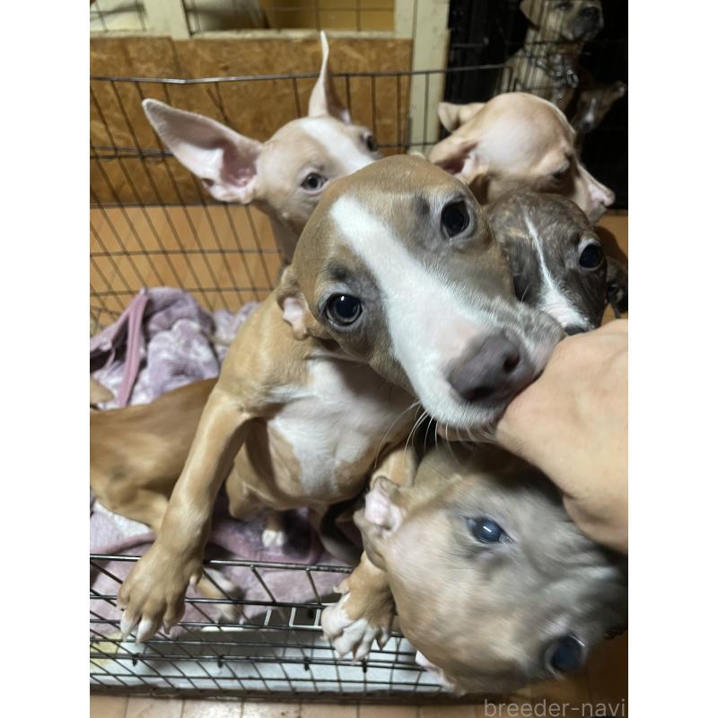 販売中の佐賀県のアメリカンピットブルテリア-414900の2枚目