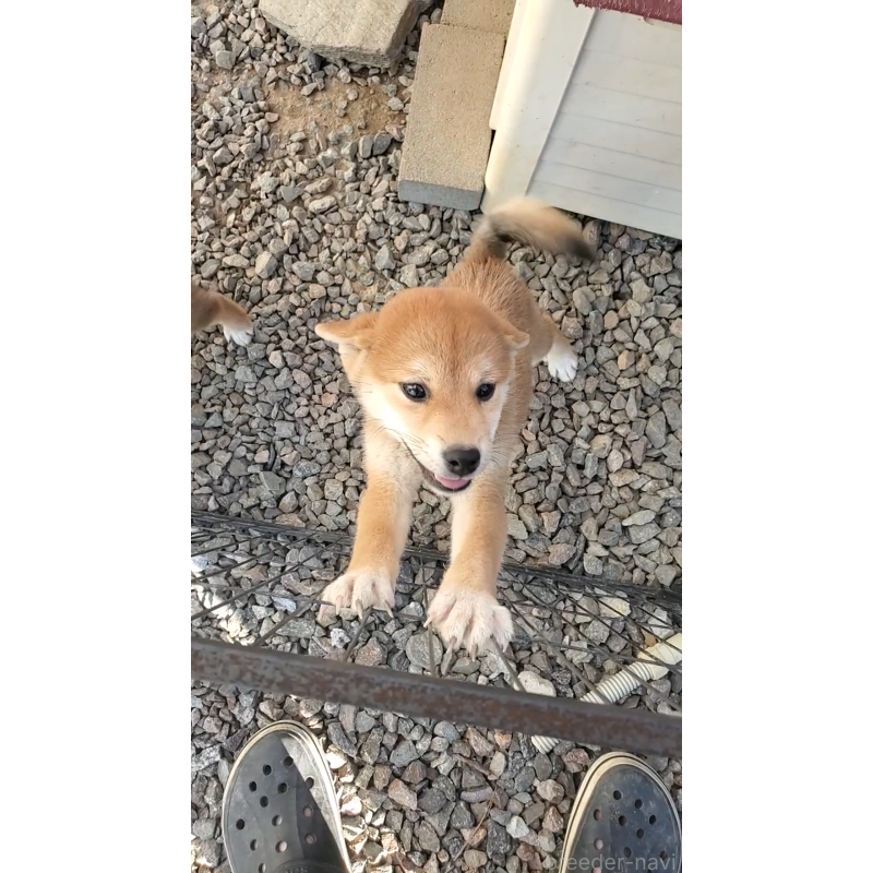 成約済の大阪府の柴犬-406782の2枚目