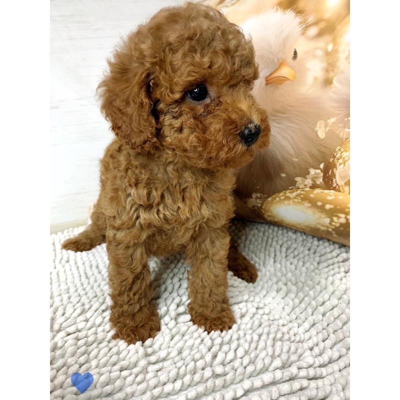 成約済の愛知県のトイプードル-417669の13枚目