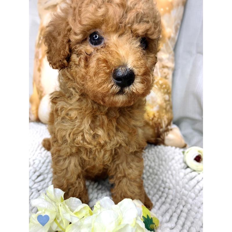 成約済の愛知県のトイプードル-417669の12枚目