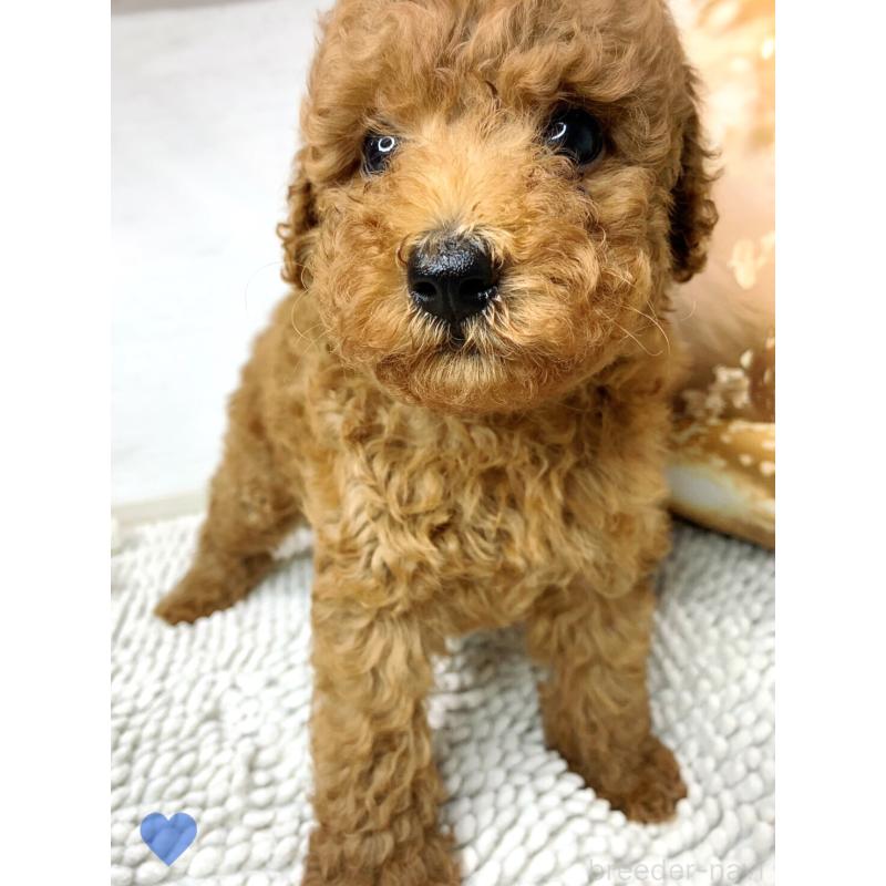 成約済の愛知県のトイプードル-417669の9枚目