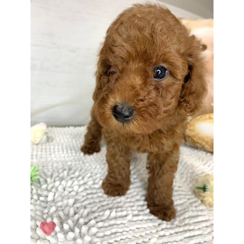 成約済の愛知県のトイプードル-417670の11枚目