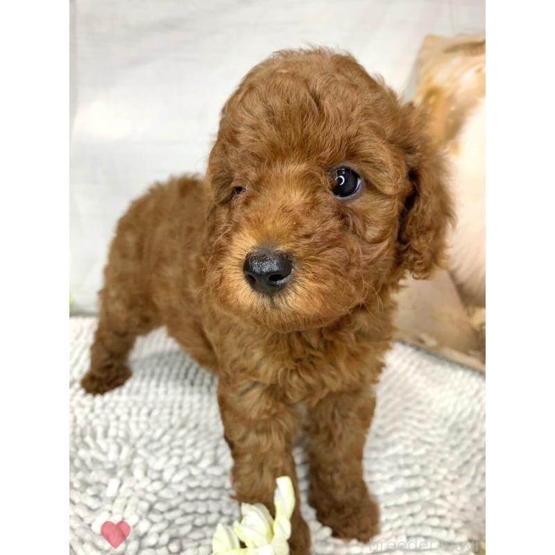 販売中の愛知県のトイプードル-417670