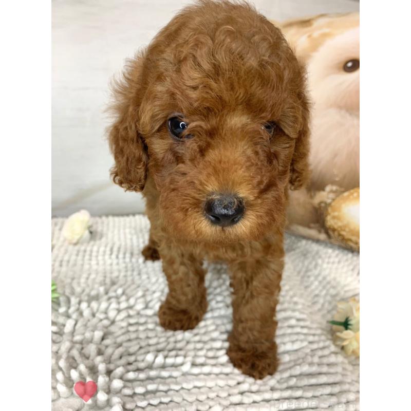 成約済の愛知県のトイプードル-417670の9枚目