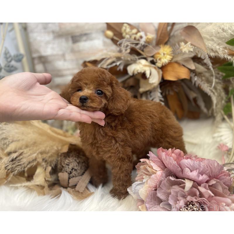販売中の鹿児島県のトイプードル-419324の6枚目