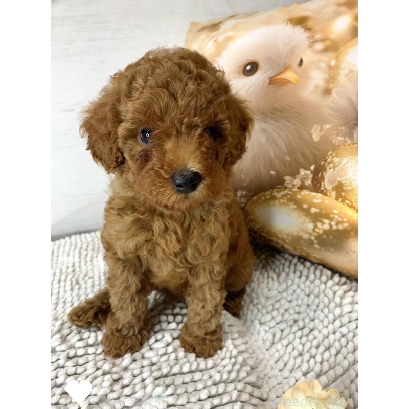 成約済の愛知県のトイプードル-417672の14枚目