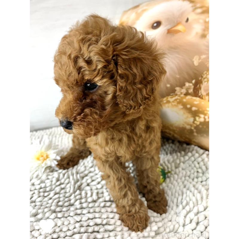 成約済の愛知県のトイプードル-417672の12枚目