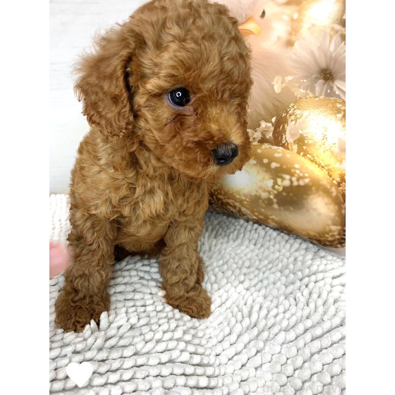 成約済の愛知県のトイプードル-417672の11枚目