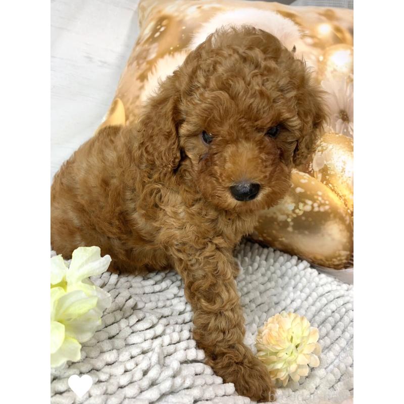 販売中の愛知県のトイプードル-417672