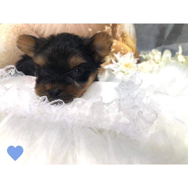 商談中の愛知県のヨークシャーテリア-417674