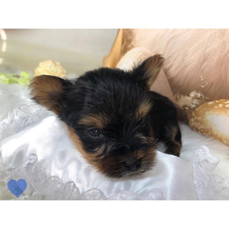 成約済の愛知県のヨークシャーテリア-417674の6枚目