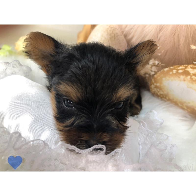 成約済の愛知県のヨークシャーテリア-417674の5枚目