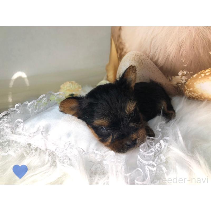 成約済の愛知県のヨークシャーテリア-417674の4枚目