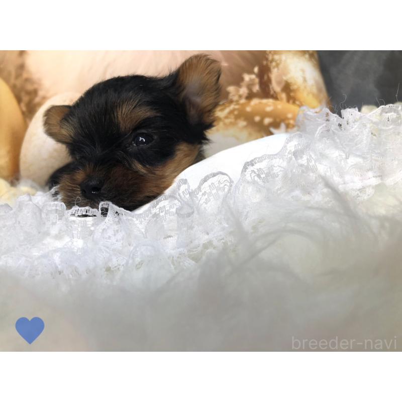 成約済の愛知県のヨークシャーテリア-417674の3枚目