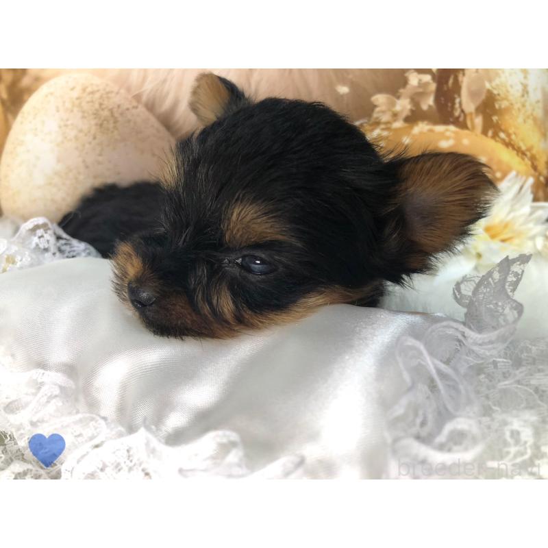 成約済の愛知県のヨークシャーテリア-417674の2枚目