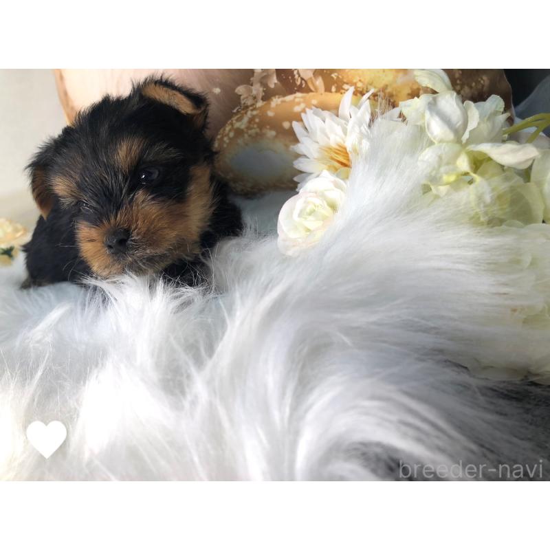 成約済の愛知県のヨークシャーテリア-417676の7枚目