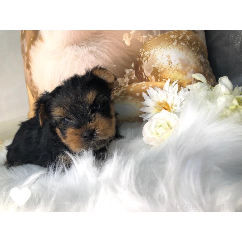 成約済の愛知県のヨークシャーテリア-417676の6枚目