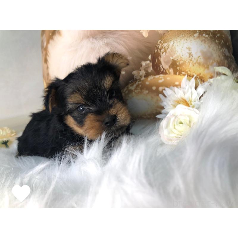 成約済の愛知県のヨークシャーテリア-417676の4枚目