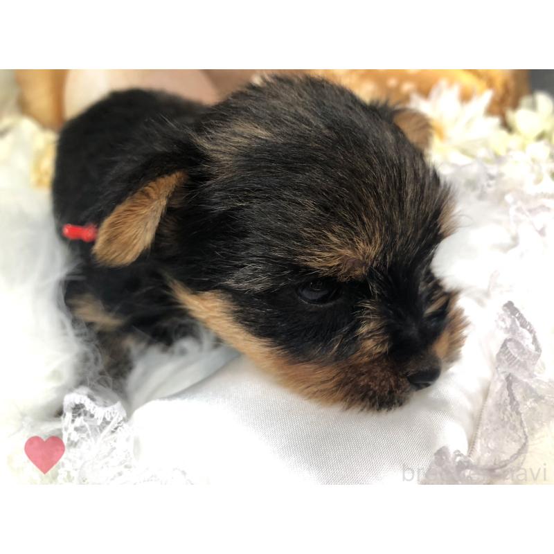 成約済の愛知県のヨークシャーテリア-417677の11枚目