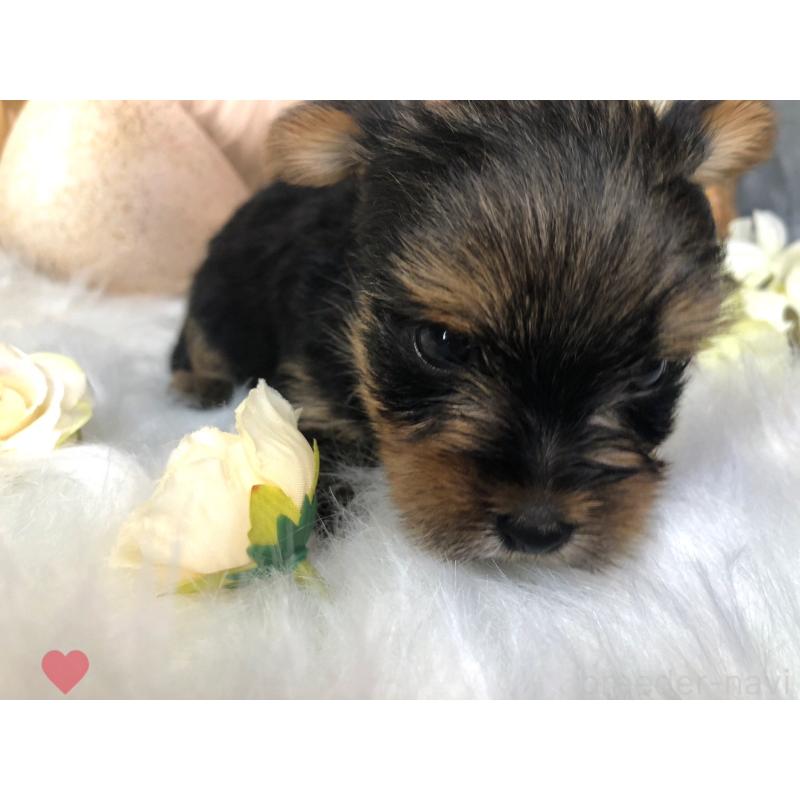 成約済の愛知県のヨークシャーテリア-417677の10枚目