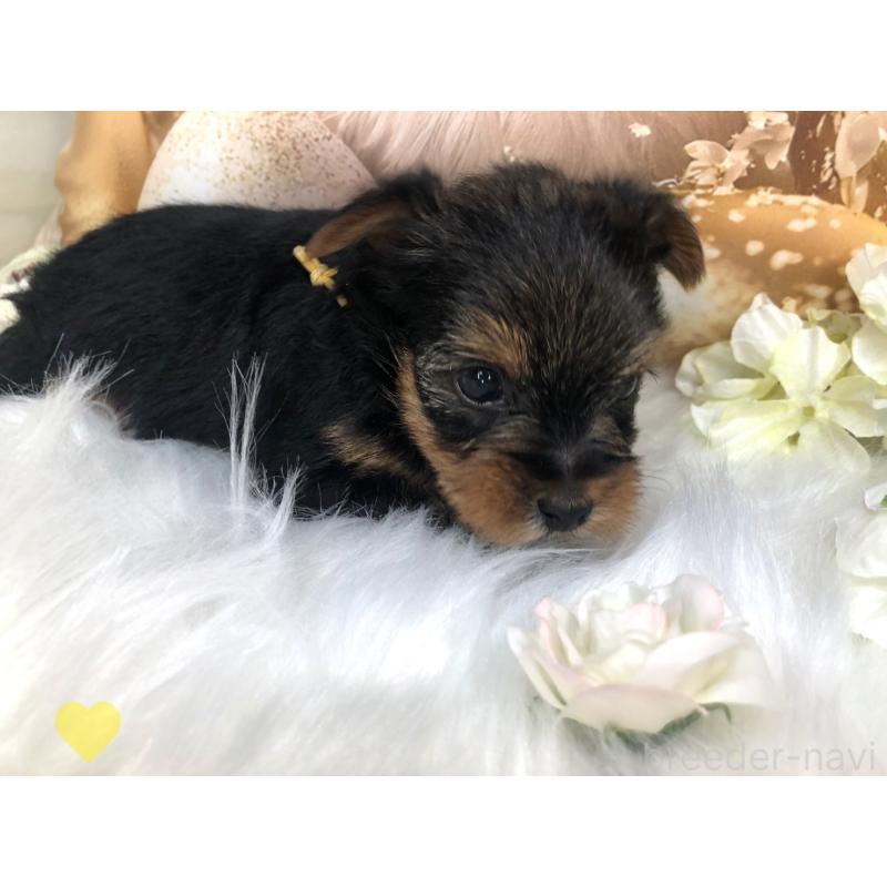 成約済の愛知県のヨークシャーテリア-417678の8枚目