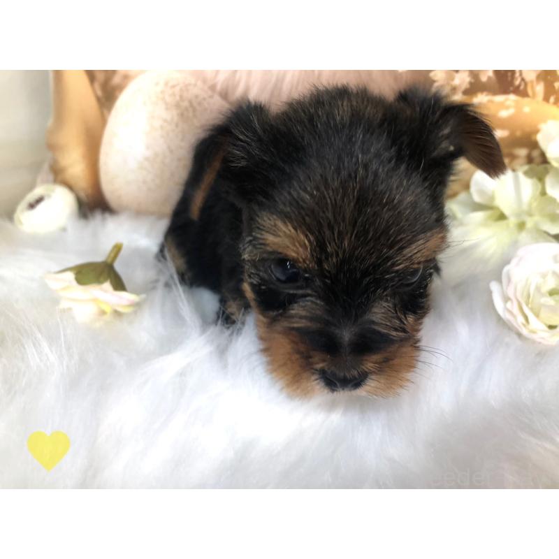 成約済の愛知県のヨークシャーテリア-417678の6枚目