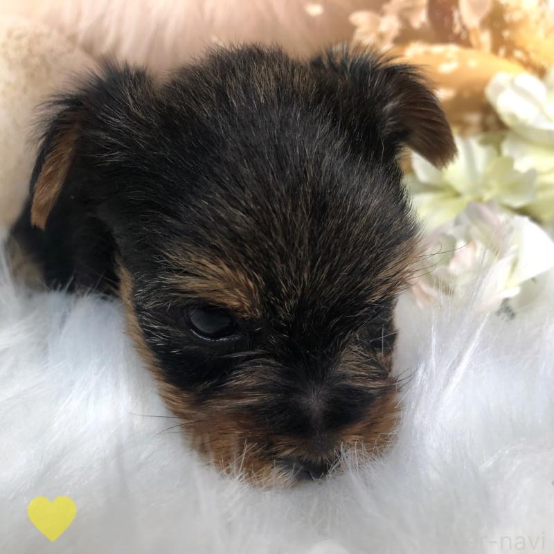 成約済の愛知県のヨークシャーテリア-417678の5枚目