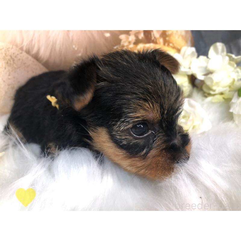 成約済の愛知県のヨークシャーテリア-417678の4枚目