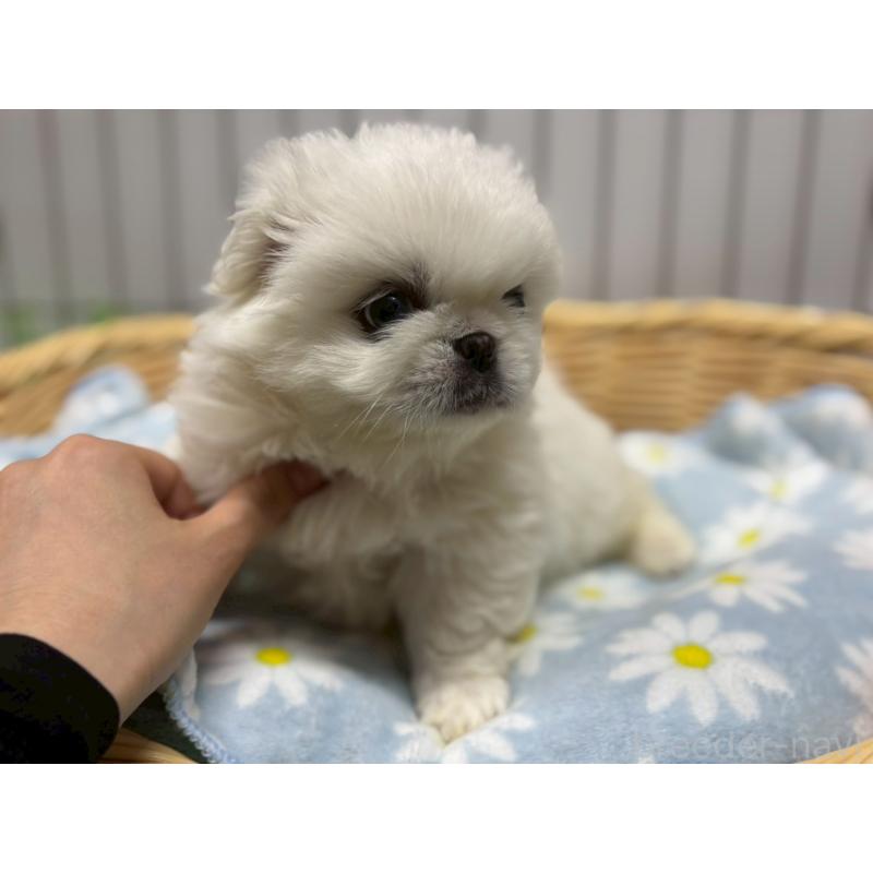 商談中の鹿児島県のペキニーズ-417628の4枚目