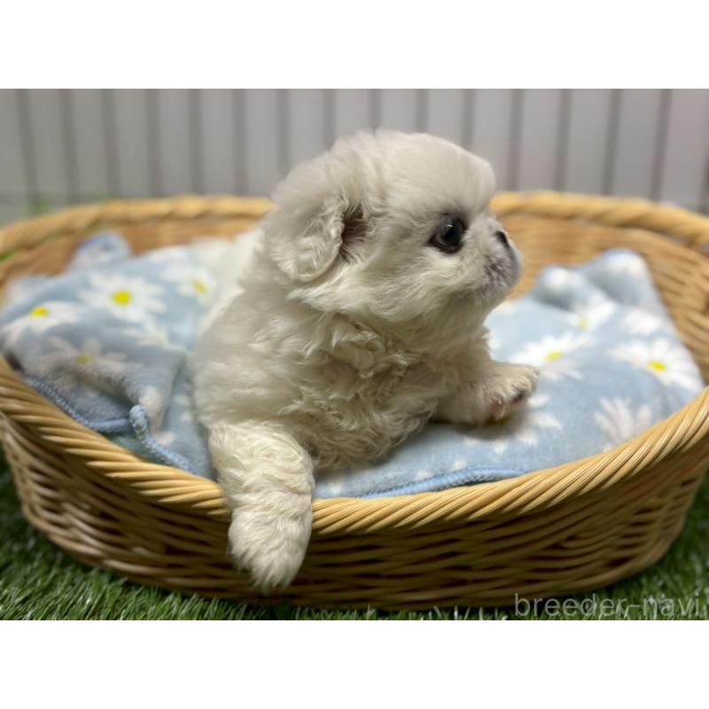 商談中の鹿児島県のペキニーズ-417628の3枚目