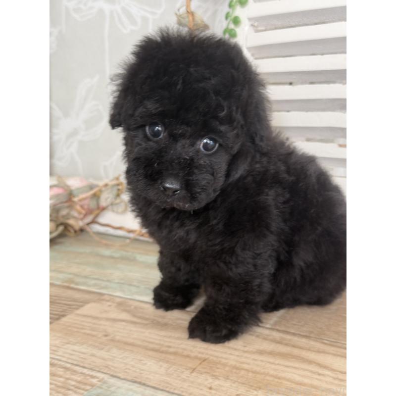 成約済の宮崎県のタイニープードル-417349の8枚目