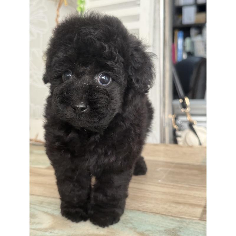 成約済の宮崎県のタイニープードル-417349の6枚目