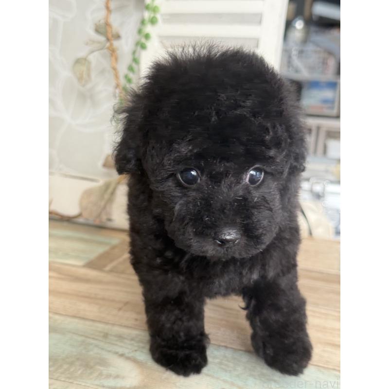 成約済の宮崎県のタイニープードル-417349の3枚目