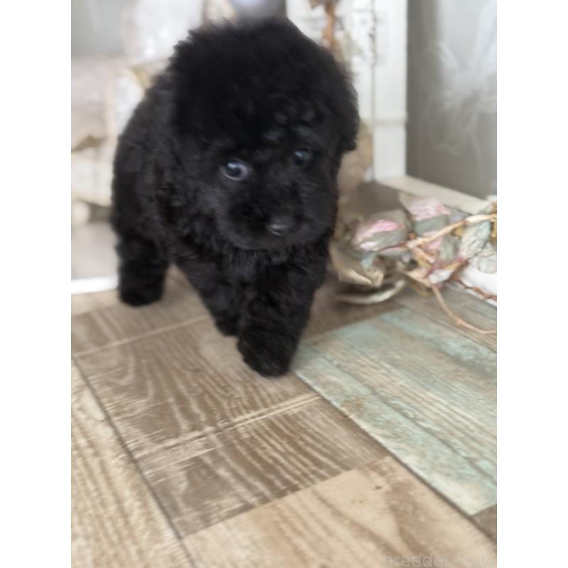 成約済の宮崎県のタイニープードル-417349の2枚目