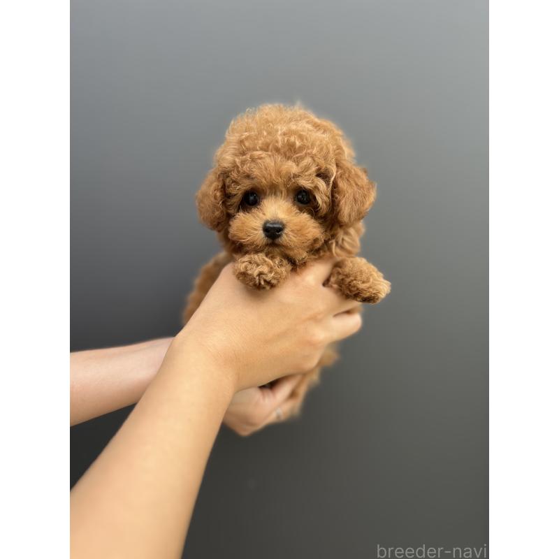 成約済の愛媛県のトイプードル-415827の7枚目