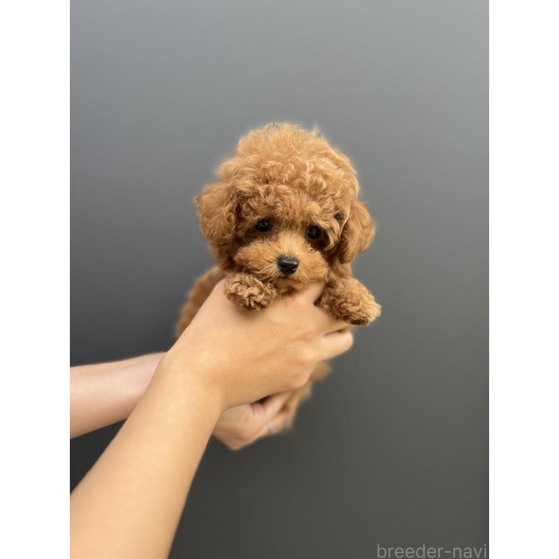 成約済の愛媛県のトイプードル-415827の6枚目