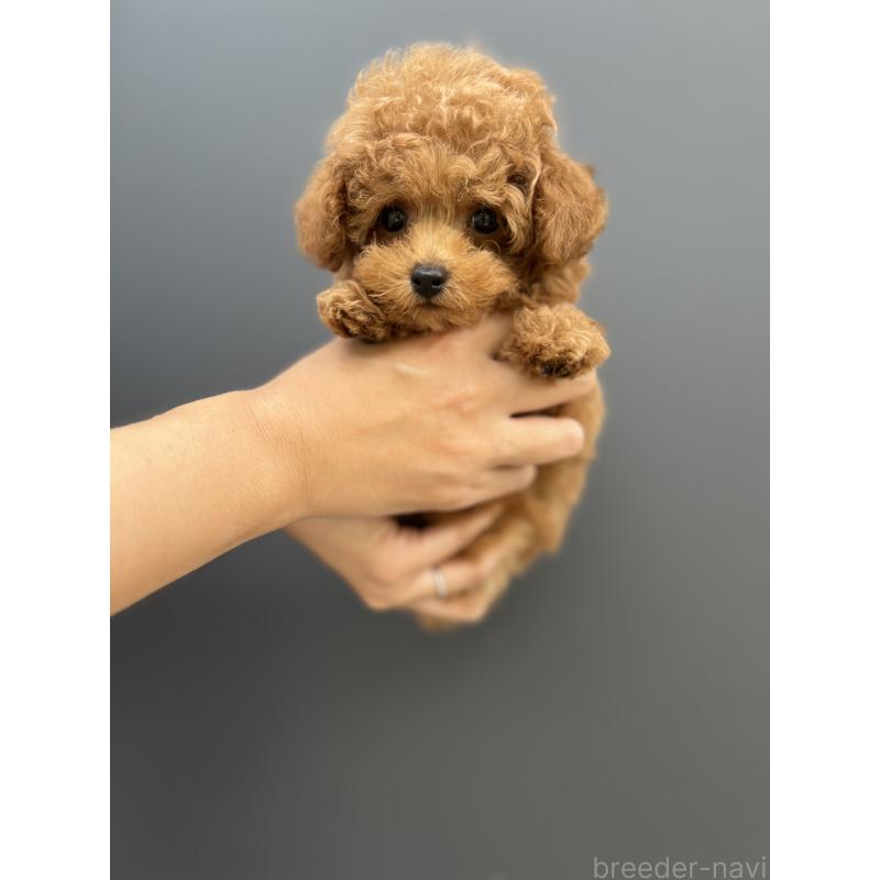 成約済の愛媛県のトイプードル-415827の5枚目