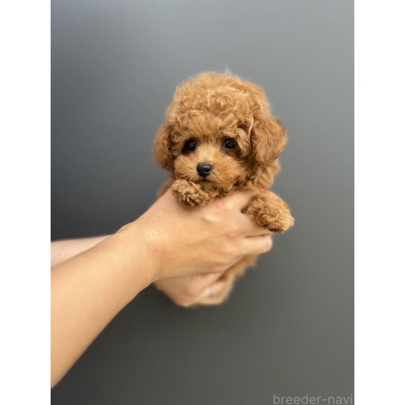 成約済の愛媛県のトイプードル-415827の3枚目