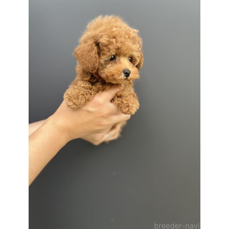 成約済の愛媛県のトイプードル-415827の2枚目