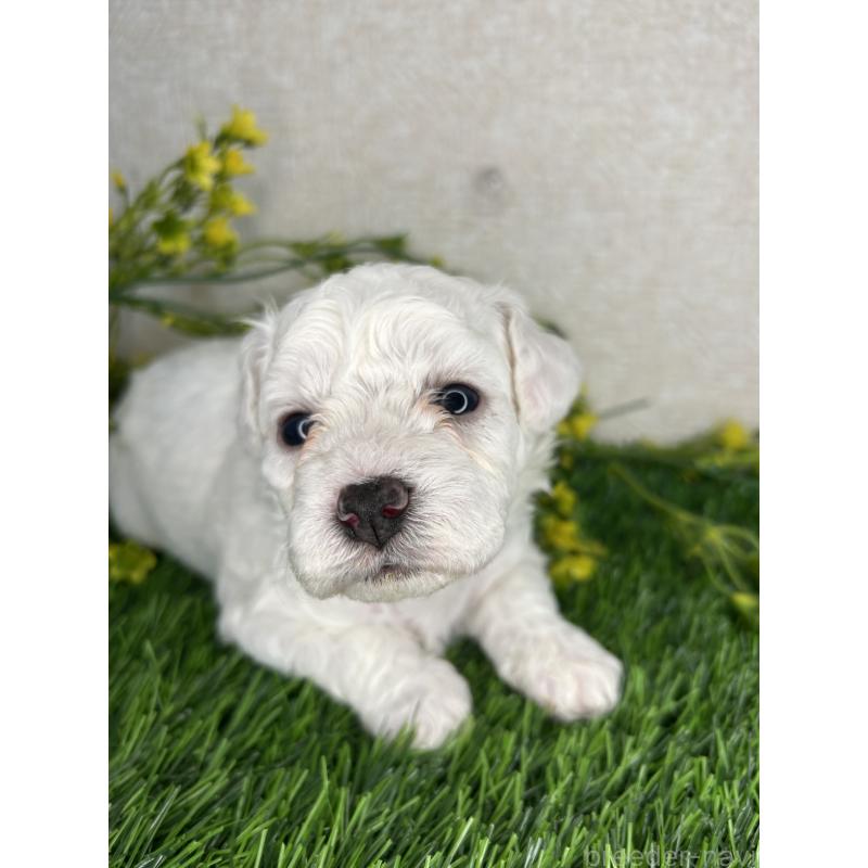 成約済の埼玉県のビションフリーゼ-417052の6枚目