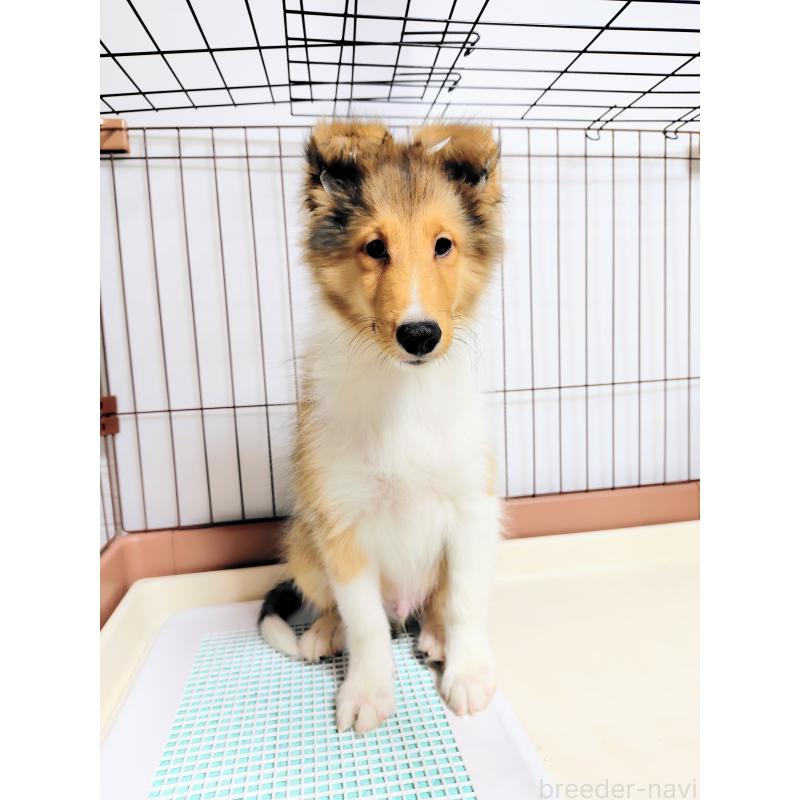 販売中の広島県のシェットランドシープドッグ(シェルティ)-401858の4枚目