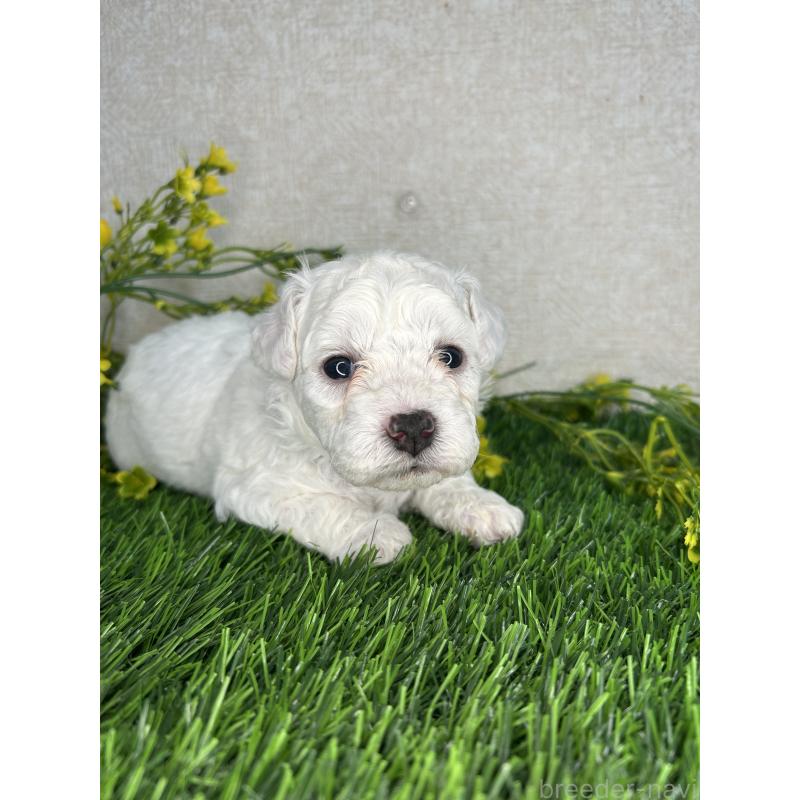 成約済の埼玉県のビションフリーゼ-417052の5枚目