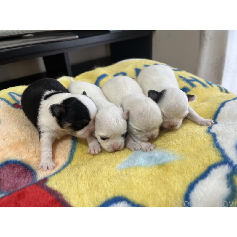 成約済の愛知県のチワワ(ロングコート)-418210の3枚目