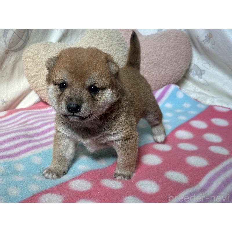 販売中の香川県の豆柴-419331の4枚目