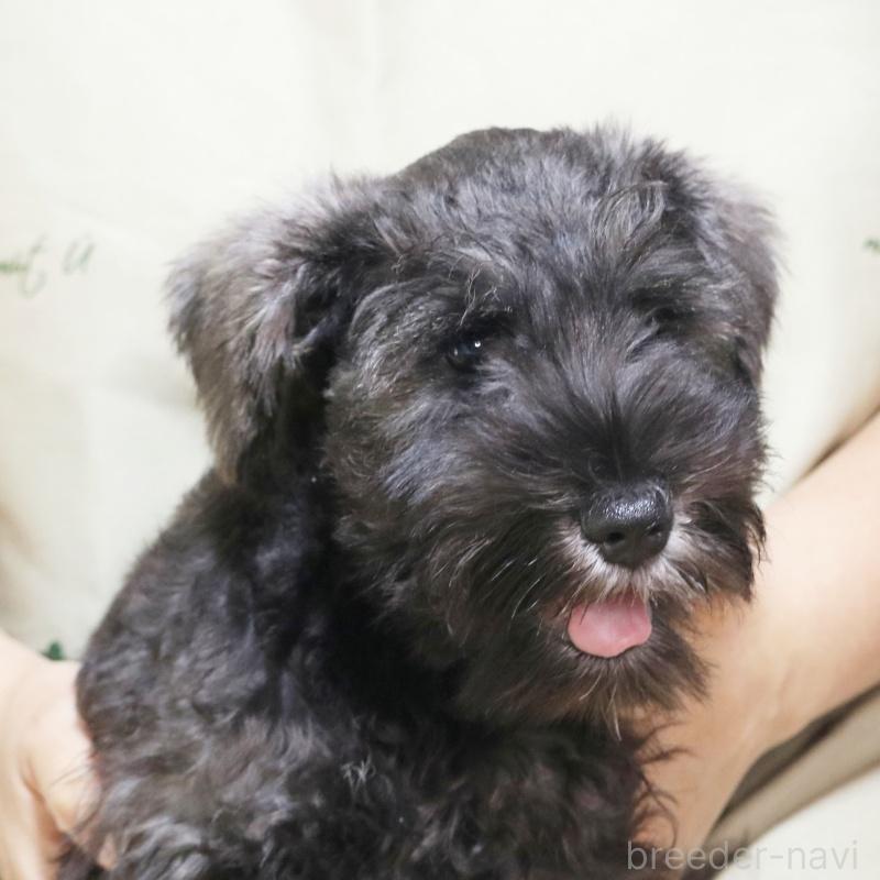 販売中の静岡県のミニチュアシュナウザー-419335の3枚目