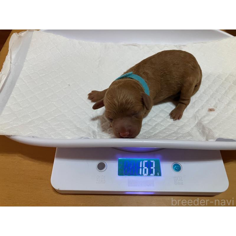販売中の沖縄県のタイニープードル-419338の2枚目