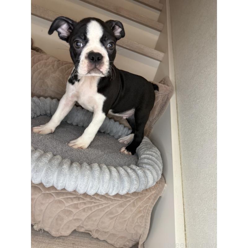 成約済の静岡県のボストンテリア-409216の3枚目