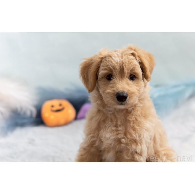 販売中の福岡県のポメプー:ポメラニアン×トイプードル-406555の18枚目