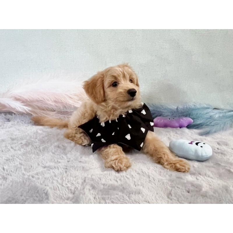 販売中の福岡県のポメプー:ポメラニアン×トイプードル-406555の17枚目