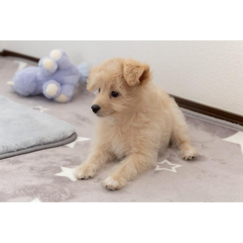 販売中の福岡県のポメプー:ポメラニアン×トイプードル-406552の17枚目